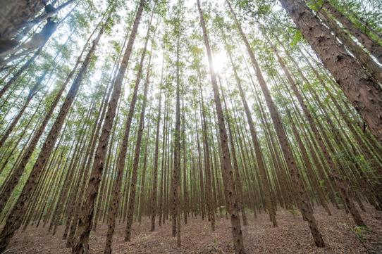 Eldorado Brasil refor&ccedil;a compromisso ambiental com novo Plano de Manejo Florestal