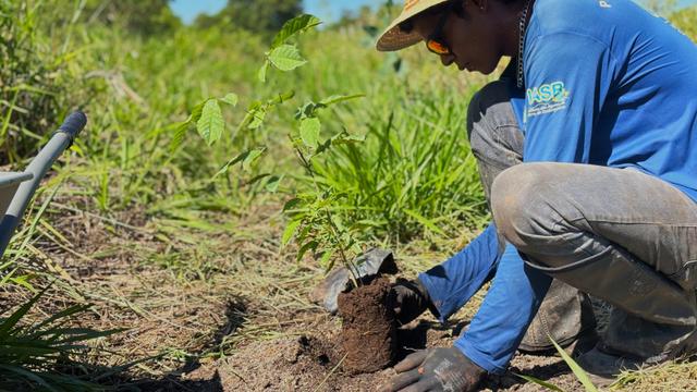 Produ&ccedil;&atilde;o de mudas impulsiona projetos de restaura&ccedil;&atilde;o ambiental na Serra da Bodoquena