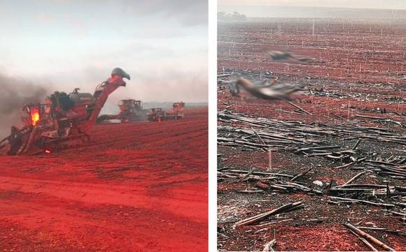 Inc&ecirc;ndio mata 4 pessoas em canavial pr&oacute;ximo a S&atilde;o Sim&atilde;o&sol;GO