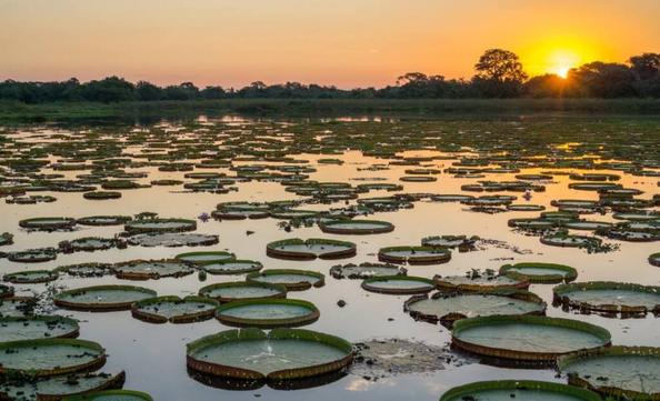 Pantanal registra redu&ccedil;&atilde;o de 75&percnt; nas &aacute;reas alagadas anuais e enfrenta maior per&iacute;odo de seca em 40 anos