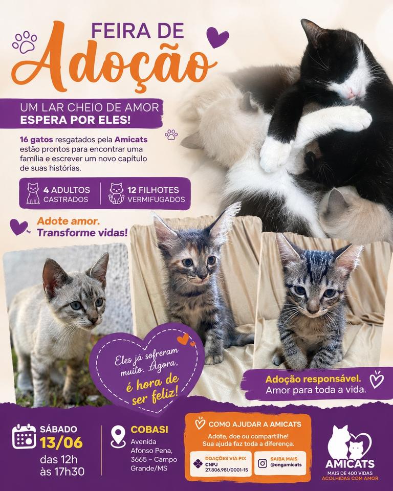 Feira de ado&ccedil;&atilde;o busca novos lares para gatos resgatados e refor&ccedil;a apelo por apoio &agrave; causa animal