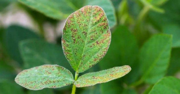 Funda&ccedil;&atilde;o Chapad&atilde;o alerta sobre a chegada da ferrugem asi&aacute;tica da soja em Chapad&atilde;o do Sul