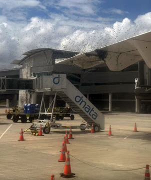 Avi&atilde;o &eacute; cercado por 'nuvem de abelhas' e passageiros esperam mais de 1 hora para desembarcar em Natal
