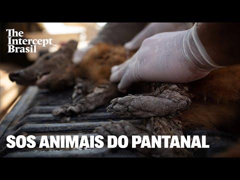 Correndo contra o fogo e pela vida