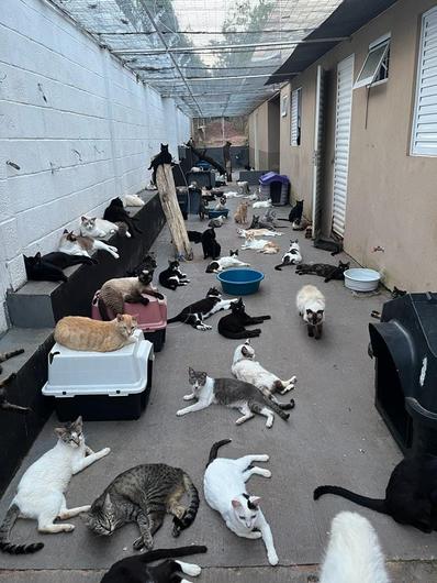 Amicats realiza feira com 14 gatos para adoção e pede ajuda para manter mais de 300 animais