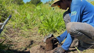 Produção de mudas impulsiona projetos de restauração ambiental na Serra da Bodoquena
