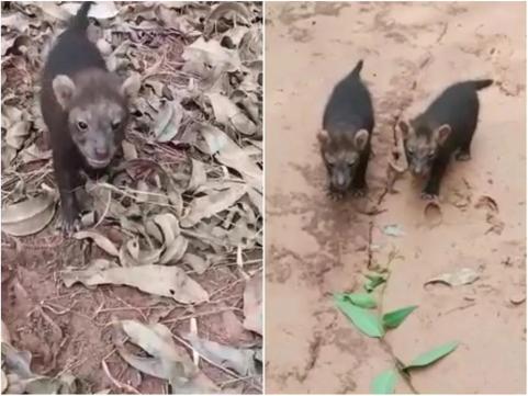 Eldorado Brasil registra 460 esp&eacute;cies de animais silvestres em suas &aacute;reas florestais e refor&ccedil;a compromisso ambiental